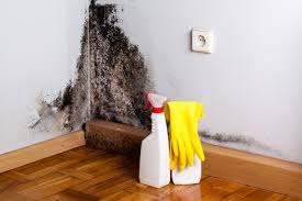 Best Mold Odor Removal Services  in USA